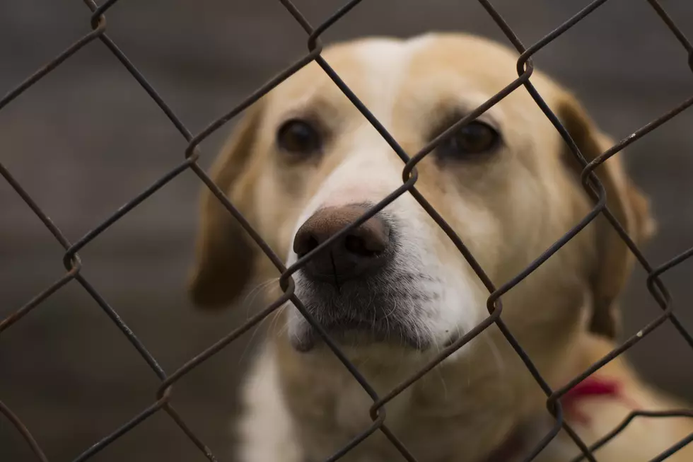 These 5 Older Dogs Need a Forever Home at the Niagara SPCA