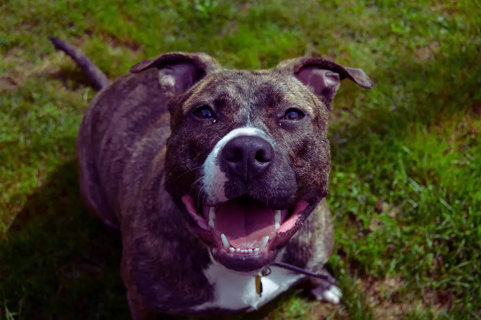 Is This Your Dog? Police Need Your Help in Western New York